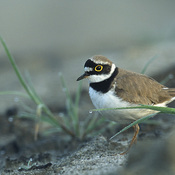 Little Ringed Plover